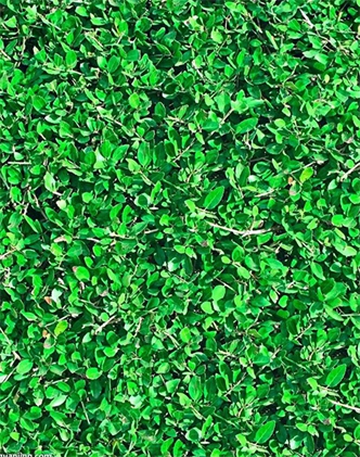 標(biāo)題：地毯草
瀏覽次數(shù)：2785
發(fā)表時(shí)間：2017-11-02