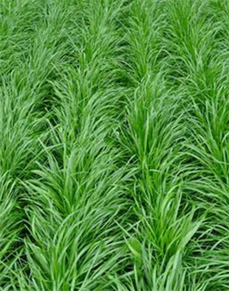 標(biāo)題：多年生黑麥草
瀏覽次數(shù)：2812
發(fā)表時(shí)間：2017-11-02