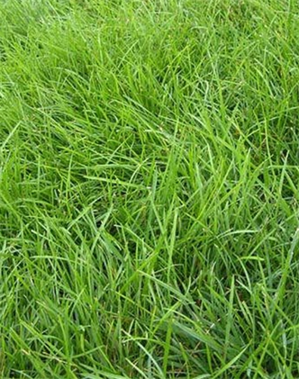 標(biāo)題：高羊茅
瀏覽次數(shù)：3287
發(fā)表時(shí)間：2017-11-02