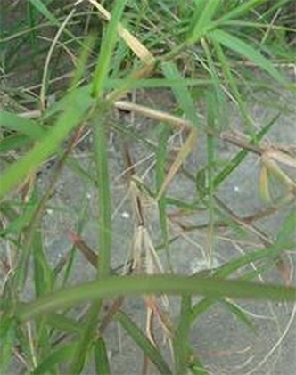 標(biāo)題：狗牙根
瀏覽次數(shù)：2994
發(fā)表時(shí)間：2017-11-02