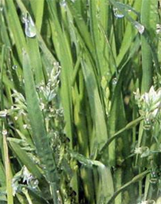 標(biāo)題：剪股穎
瀏覽次數(shù)：2969
發(fā)表時(shí)間：2017-11-02