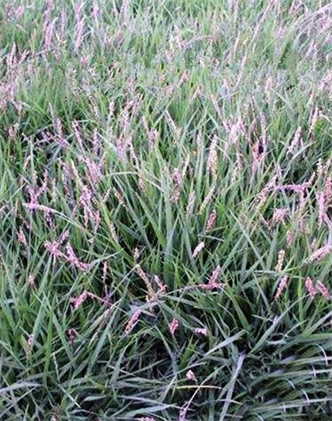 標(biāo)題：結(jié)縷草
瀏覽次數(shù)：4185
發(fā)表時間：2017-11-02