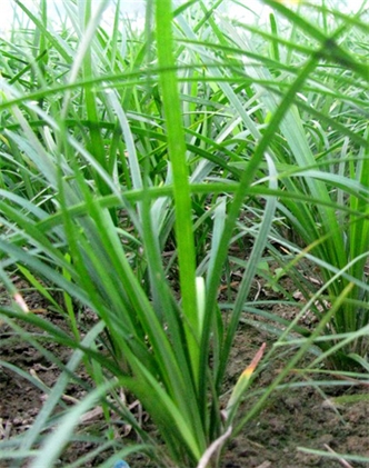 標(biāo)題：麥冬
瀏覽次數(shù)：4245
發(fā)表時間：2017-11-02