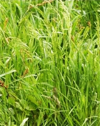 標(biāo)題：普通早熟禾
瀏覽次數(shù)：4219
發(fā)表時間：2017-11-02