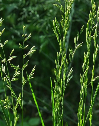 標(biāo)題：葦狀羊茅
瀏覽次數(shù)：3845
發(fā)表時間：2017-11-02