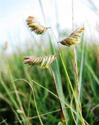 標(biāo)題：野牛草
瀏覽次數(shù)：3379
發(fā)表時間：2017-11-02