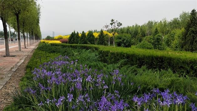 標(biāo)題：張家口經(jīng)開(kāi)區(qū)秋季清水河生態(tài)綠廊建
瀏覽次數(shù)：2847
發(fā)表時(shí)間：2020-10-16