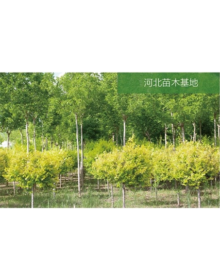 標(biāo)題：苗木基地
瀏覽次數(shù)：2538
發(fā)表時間：2020-10-17