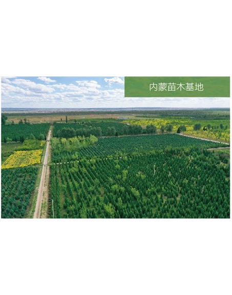 標(biāo)題：苗木基地
瀏覽次數(shù)：2425
發(fā)表時(shí)間：2020-10-17