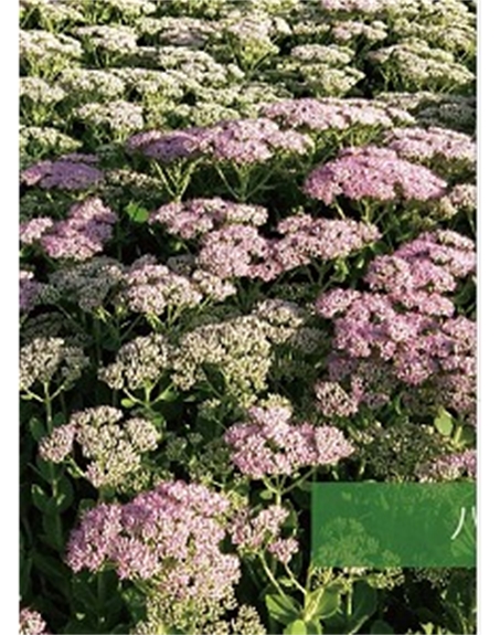 標(biāo)題：地被
瀏覽次數(shù)：1947
發(fā)表時(shí)間：2020-10-17