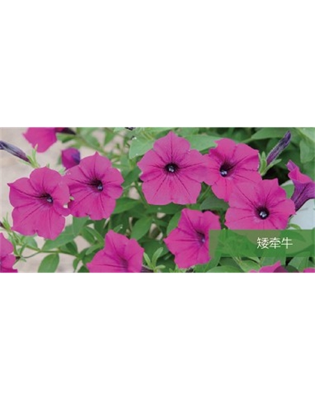 標(biāo)題：地被
瀏覽次數(shù)：2387
發(fā)表時間：2020-10-17