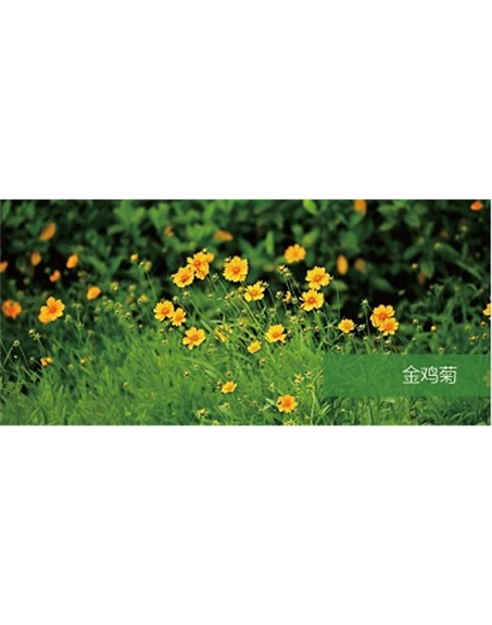 標(biāo)題：地被
瀏覽次數(shù)：2294
發(fā)表時間：2020-10-17