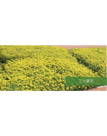 標(biāo)題：地被
瀏覽次數(shù)：2369
發(fā)表時(shí)間：2020-10-17