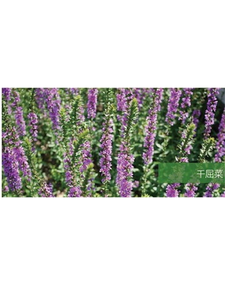 標題:地被
瀏覽次數(shù):2258
發(fā)表時間:2020-10-17