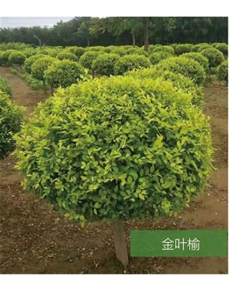 標題：名貴樹種
瀏覽次數：1854
發(fā)表時間：2020-10-17