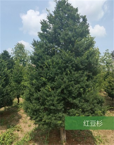 標(biāo)題：名貴樹種
瀏覽次數(shù)：2296
發(fā)表時(shí)間：2020-10-17