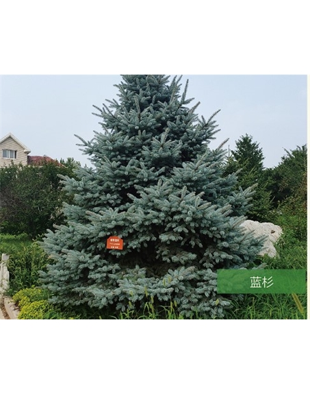 標題：名貴樹種
瀏覽次數(shù)：2385
發(fā)表時間：2020-10-17