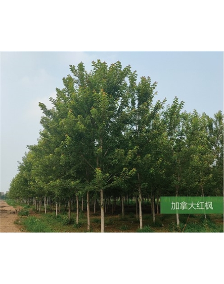 標(biāo)題：名貴樹種
瀏覽次數(shù)：2169
發(fā)表時間：2020-10-17