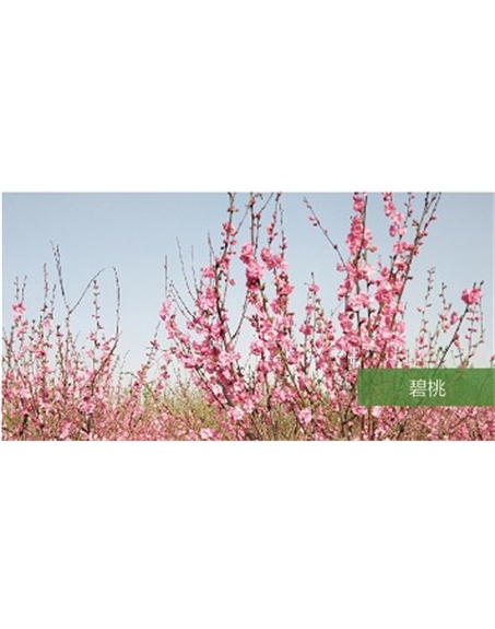 標(biāo)題：喬灌木
瀏覽次數(shù)：1816
發(fā)表時間：2020-10-17