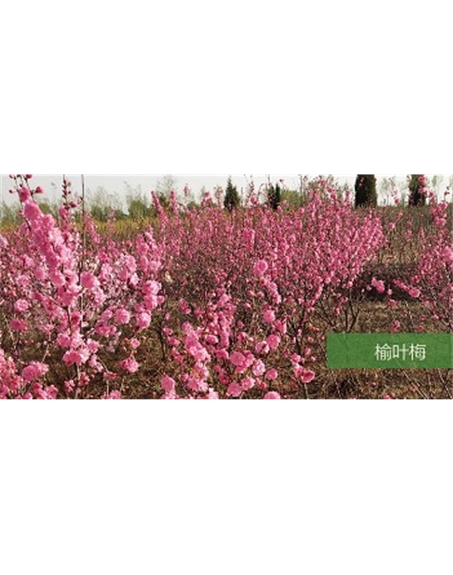 標(biāo)題：喬灌木
瀏覽次數(shù)：1847
發(fā)表時間：2020-10-17