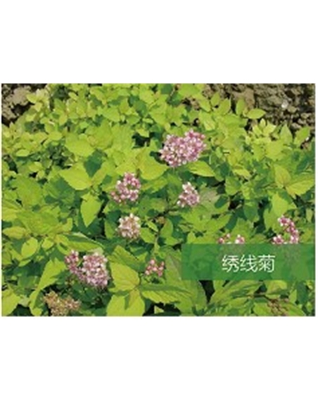 標題：喬灌木
瀏覽次數(shù)：1992
發(fā)表時間：2020-10-17