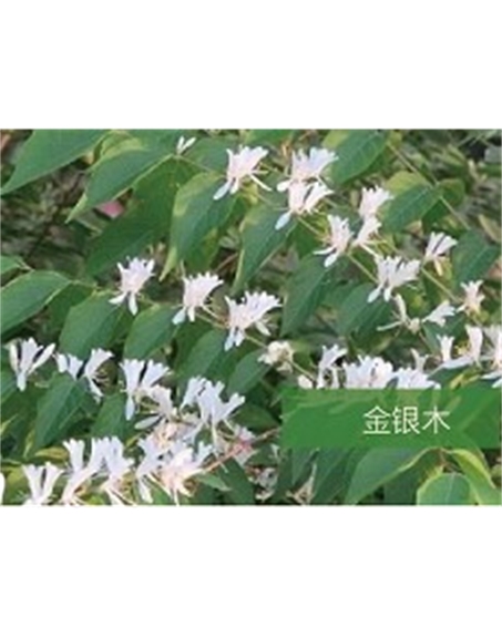 標題：喬灌木
瀏覽次數(shù)：1878
發(fā)表時間：2020-10-17