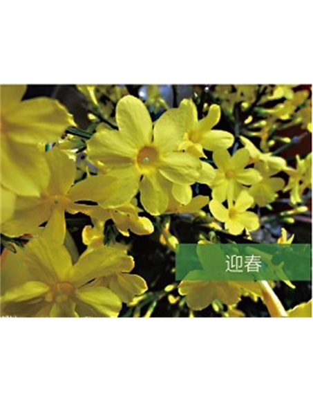 標題：喬灌木
瀏覽次數(shù)：1814
發(fā)表時間：2020-10-17