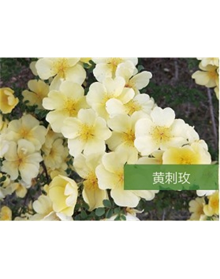 標(biāo)題：喬灌木
瀏覽次數(shù)：1812
發(fā)表時間：2020-10-17