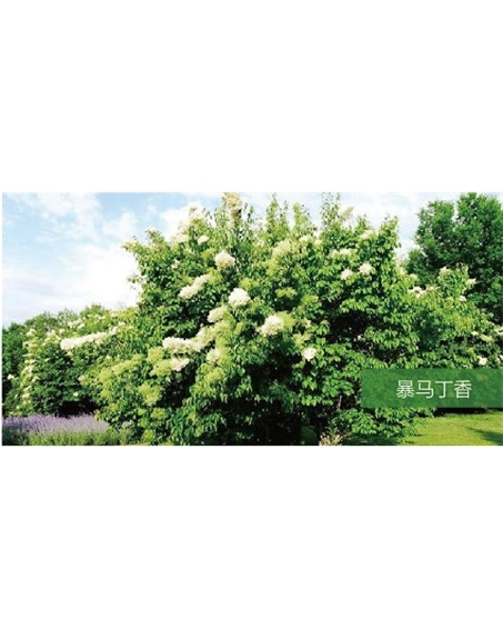 標(biāo)題：喬灌木
瀏覽次數(shù)：2036
發(fā)表時(shí)間：2020-10-17