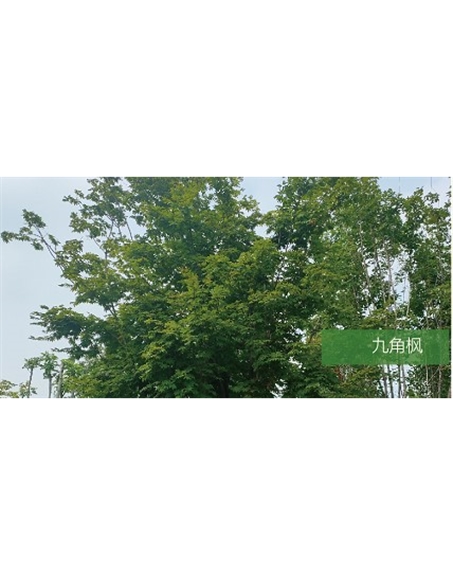 標(biāo)題：喬灌木
瀏覽次數(shù)：1895
發(fā)表時(shí)間：2020-10-17