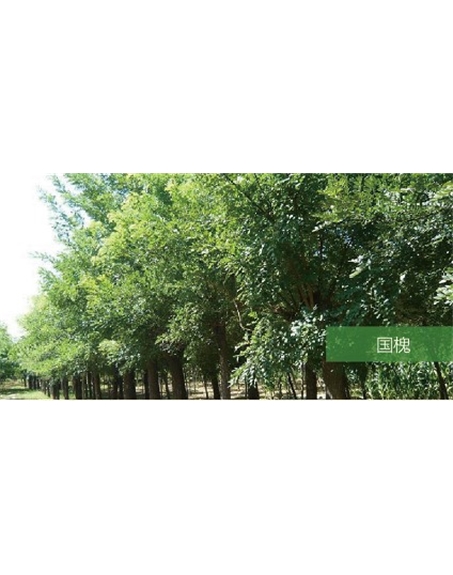 標題：喬灌木
瀏覽次數(shù)：2051
發(fā)表時間：2020-10-17