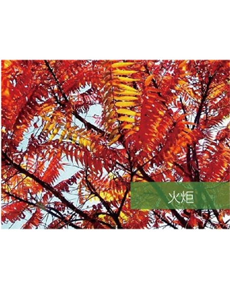 標(biāo)題：喬灌木
瀏覽次數(shù)：1875
發(fā)表時(shí)間：2020-10-17