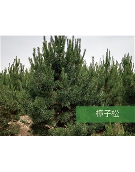 標(biāo)題：?jiǎn)坦嗄?瀏覽次數(shù)：1973
發(fā)表時(shí)間：2020-10-17