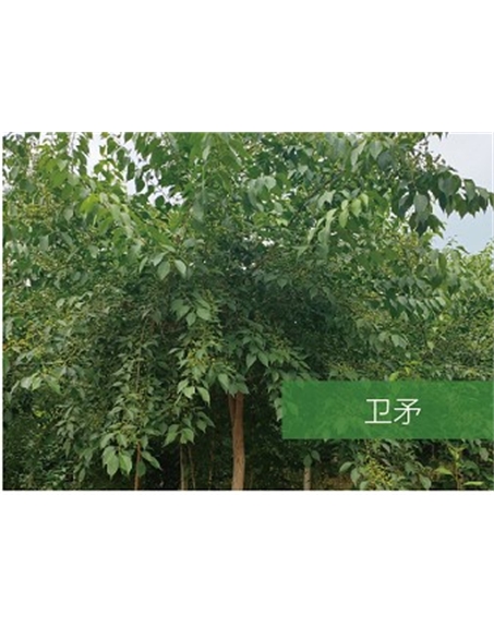 標(biāo)題：喬灌木
瀏覽次數(shù)：2486
發(fā)表時間：2020-10-17