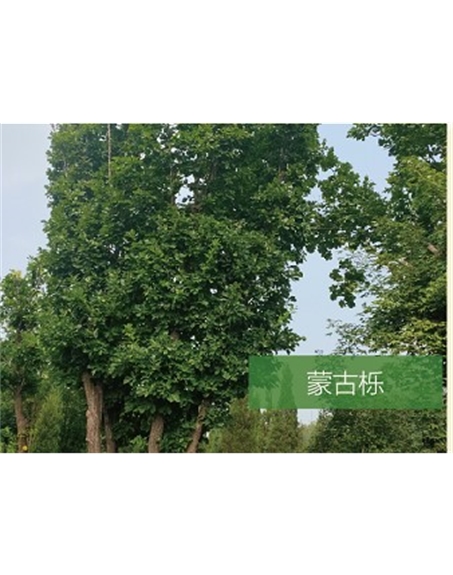 標(biāo)題：?jiǎn)坦嗄?瀏覽次數(shù)：2621
發(fā)表時(shí)間：2020-10-17