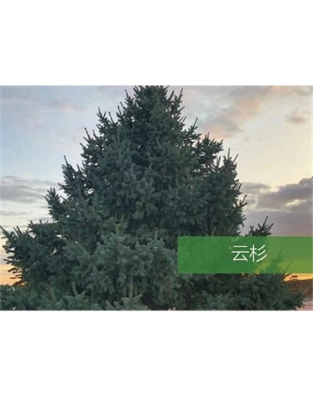 標(biāo)題：喬灌木
瀏覽次數(shù)：2648
發(fā)表時間：2020-10-17