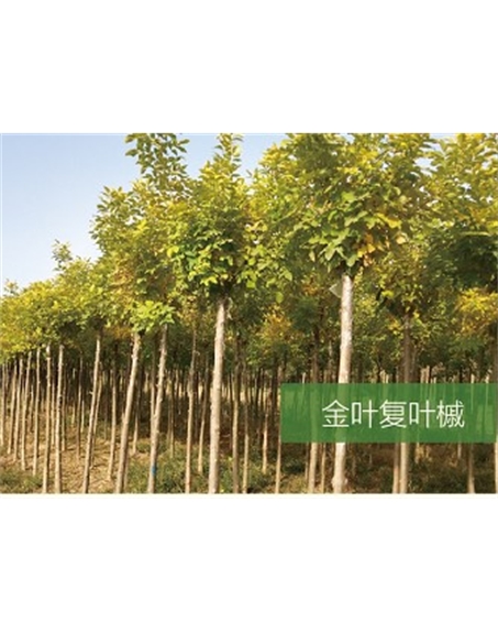 標(biāo)題：喬灌木
瀏覽次數(shù)：2460
發(fā)表時間：2020-10-17