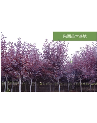 標題：苗木基地
瀏覽次數：2556
發(fā)表時間：2020-10-17