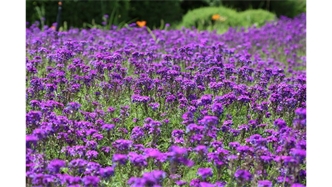 標(biāo)題：烏蘭木倫河景觀項(xiàng)目
瀏覽次數(shù)：18792
發(fā)表時(shí)間：2020-10-17