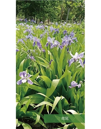 標(biāo)題：地被
瀏覽次數(shù)：1866
發(fā)表時(shí)間：2020-10-17