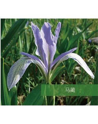 標題：地被
瀏覽次數(shù)：1896
發(fā)表時間：2020-10-17