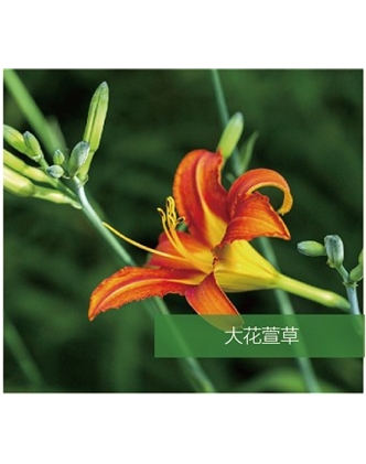 標題：地被
瀏覽次數(shù)：1869
發(fā)表時間：2020-10-17