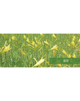 標題：地被
瀏覽次數(shù)：1981
發(fā)表時間：2020-10-17