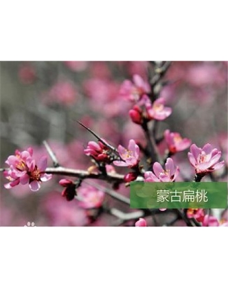 標(biāo)題：名貴樹種
瀏覽次數(shù)：1820
發(fā)表時間：2020-10-17