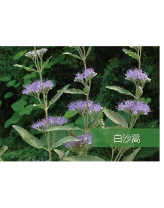 標題：名貴樹種
瀏覽次數(shù)：1880
發(fā)表時間：2020-10-17