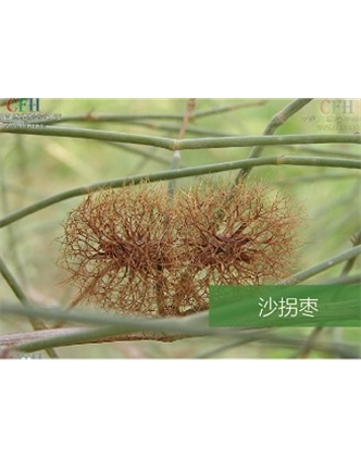 標題：名貴樹種
瀏覽次數(shù)：1850
發(fā)表時間：2020-10-17