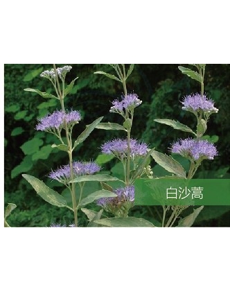 標題：名貴樹種
瀏覽次數(shù)：1793
發(fā)表時間：2020-10-17