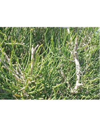 標題：名貴樹種
瀏覽次數(shù)：1997
發(fā)表時間：2020-10-17