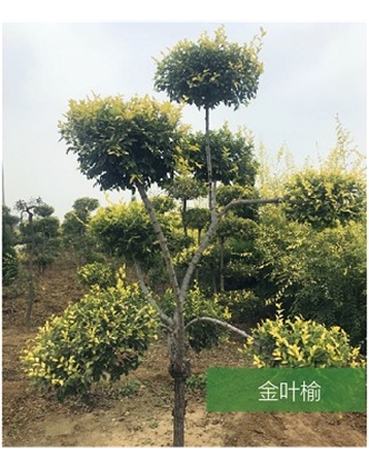 標題：名貴樹種
瀏覽次數(shù)：1867
發(fā)表時間：2020-10-17