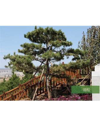 標(biāo)題：名貴樹種
瀏覽次數(shù)：1826
發(fā)表時間：2020-10-17